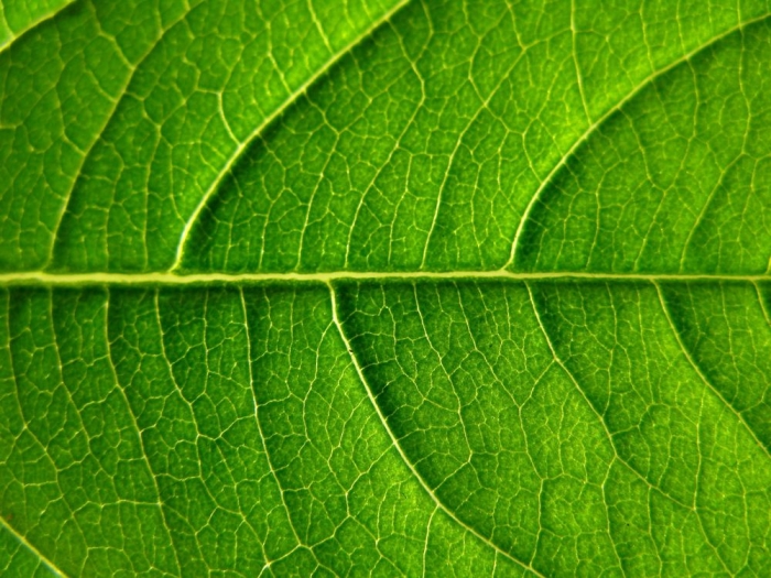 vert / green