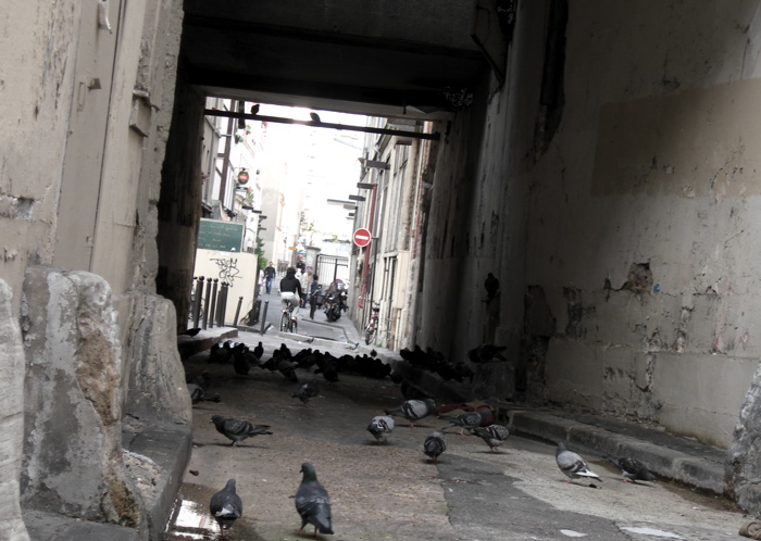 la fête des pigeons / a pigeons party