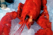 homard / lobsterPas de commentaires.