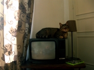 chat et tl / cat and tv2 commentaires.