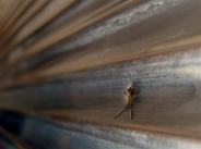 moustique / mosquitoPas de commentaires.