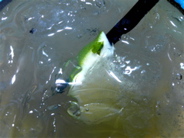 margaritaPas de commentaires.